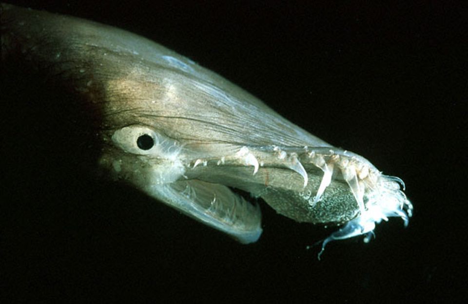 Tiefsee: Tückisch glimmende Lippe: Leuchtzellen am Oberkiefer des Anglerfisches Thaumatichthys sollen neugierige Beute anlocken