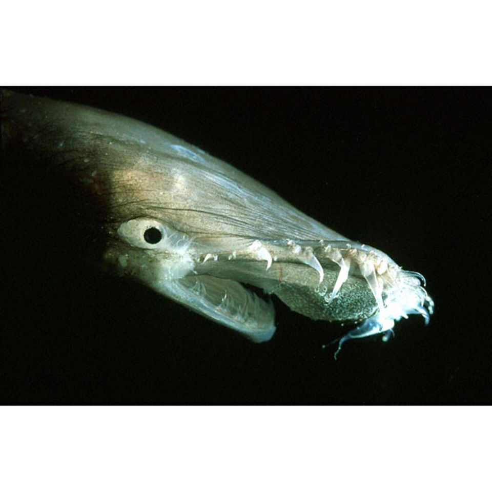 Tiefsee: Tückisch glimmende Lippe: Leuchtzellen am Oberkiefer des Anglerfisches Thaumatichthys sollen neugierige Beute anlocken