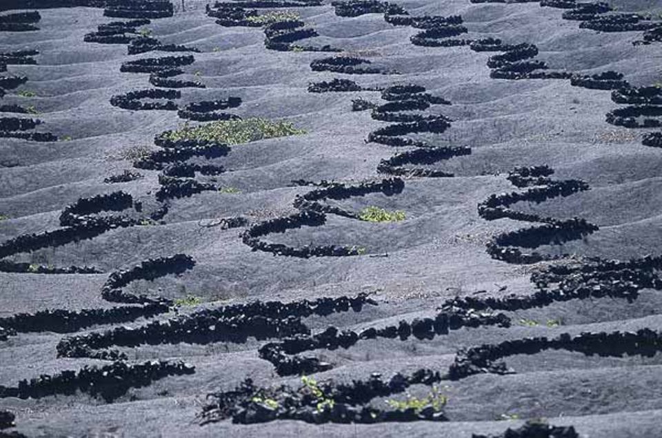 Selbst Weinanbau ist auf den Vulkanböden Lanzarotes möglich Selbst Weinanbau ist auf den Vulkanböden Lanzarotes möglich