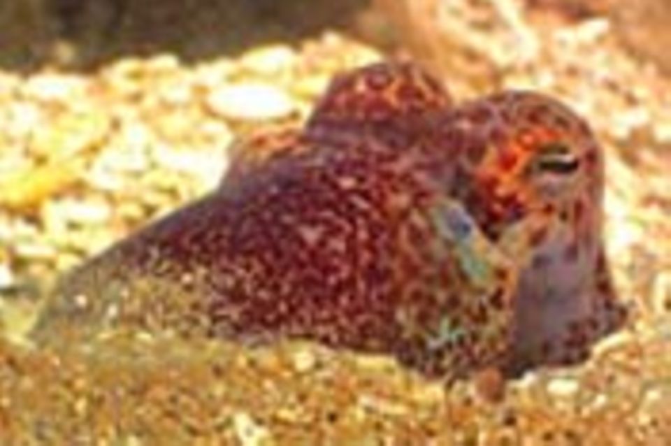 Tintenfisch mit eingebauter Lampe