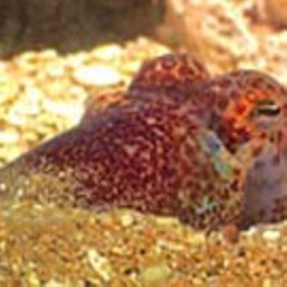 Tintenfisch mit eingebauter Lampe