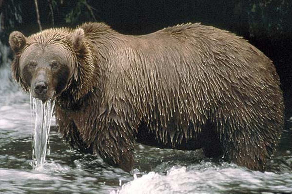Fotoshow: Alaska: Stundenlang steht ein Braunbär im eiskalten Fluss und tunkt immer wieder den Kopf in den Strom, um nach Fischen Ausschau zu halten