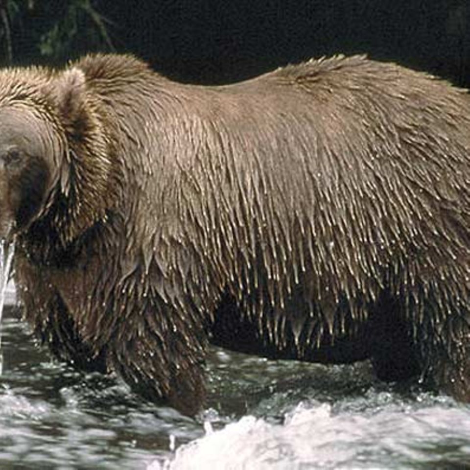 Fotoshow: Alaska: Stundenlang steht ein Braunbär im eiskalten Fluss und tunkt immer wieder den Kopf in den Strom, um nach Fischen Ausschau zu halten