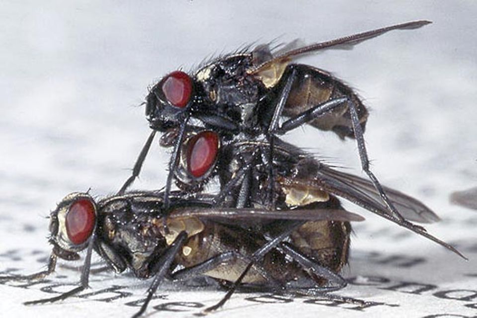 Fotoshow: Stubenfliegen: Das Insekt ganz oben ist ein neugieriges Männchen Fotoshow: Stubenfliegen: Das Insekt ganz oben ist ein neugieriges Männchen