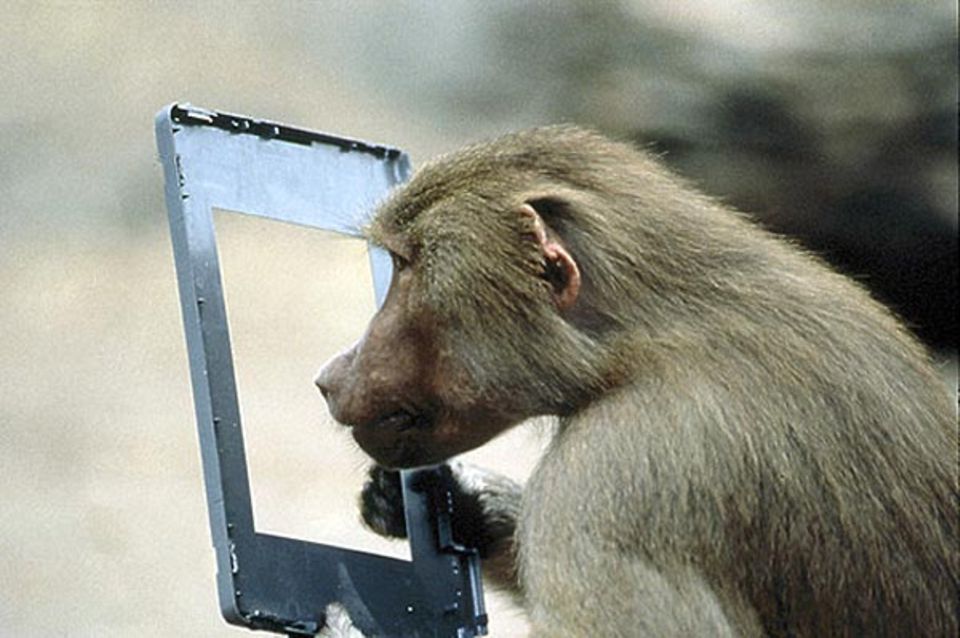 Fotoshow: Neue Perspektive: Ein Pavian betrachtet die Welt durch ein ausgedientes Monitorfenster Fotoshow: Neue Perspektive: Ein Pavian betrachtet die Welt durch ein ausgedientes Monitorfenster