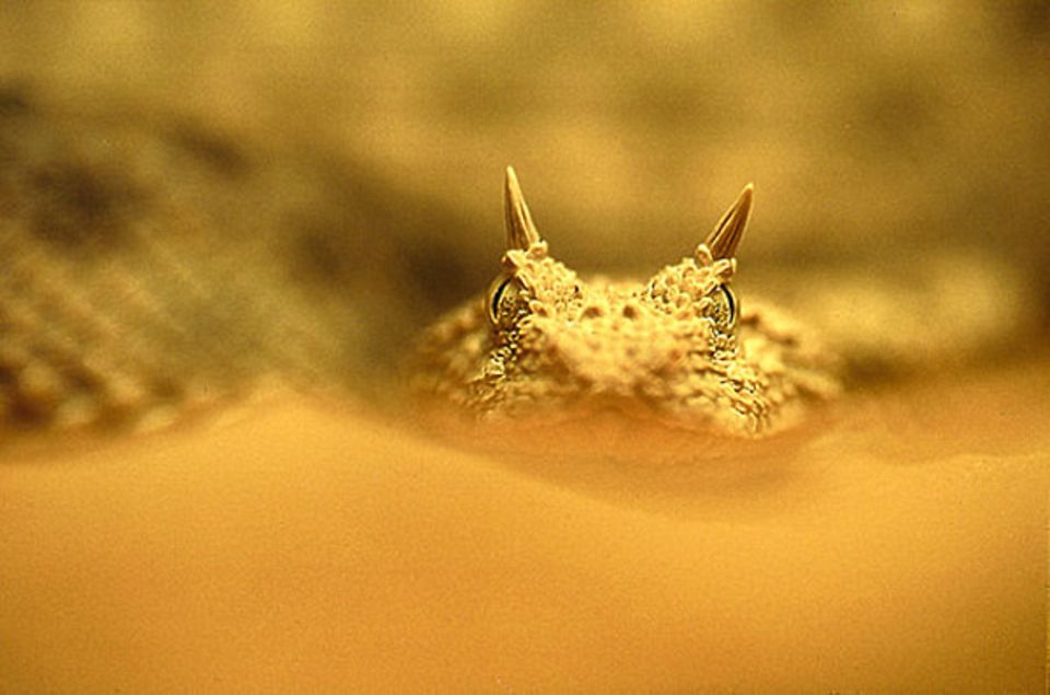 Fotoshow: Teufelchen: Die Hornviper zählt zu den giftigsten Schlangen der Sahara. Sie gilt zudem als sehr aggressiv Fotoshow: Teufelchen: Die Hornviper zählt zu den giftigsten Schlangen der Sahara. Sie gilt zudem als sehr aggressiv