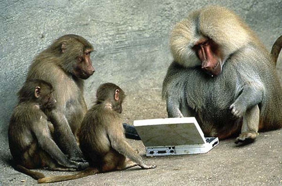 Fotoshow: Ein Pavian-Männchen am Laptop, von der eigenen Sippe ehrfürchtig bestaunt. Zehn Minuten später war der Computer wütend zertrümmert Fotoshow: Ein Pavian-Männchen am Laptop, von der eigenen Sippe ehrfürchtig bestaunt. Zehn Minuten später war der Computer wütend zertrümmert