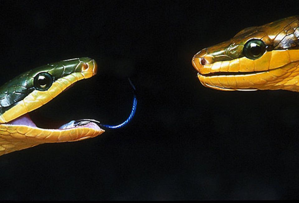 Fotoshow: Zischende Zwiesprache: Nattern riechen mit der Zunge, ob ihr Gegenüber Freund oder Feind, Beute oder Partner ist Fotoshow: Zischende Zwiesprache: Nattern riechen mit der Zunge, ob ihr Gegenüber Freund oder Feind, Beute oder Partner ist
