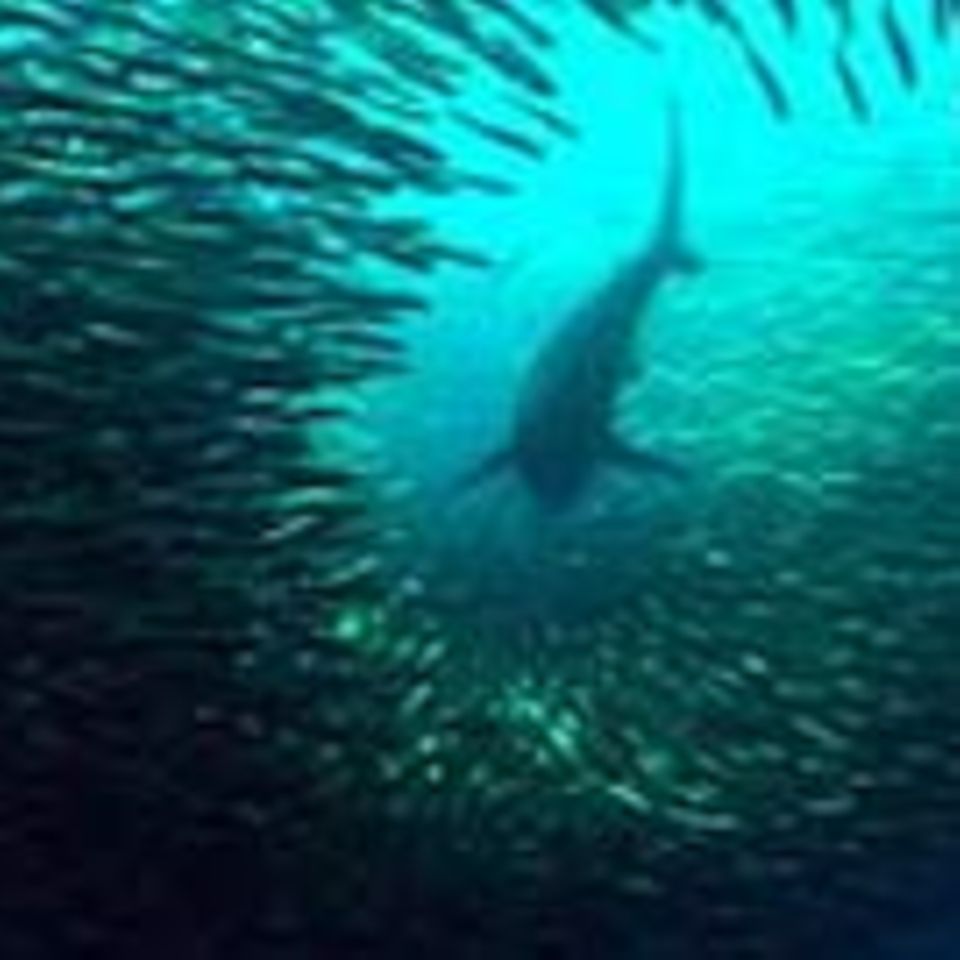 Meeresbiologie: Die Wanderungen der Sardinen