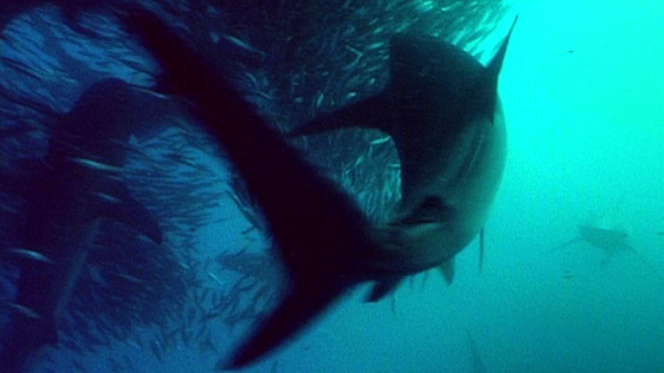 Der alljährliche Zug der Sardinen ist ein Festschmaus für Haie Der alljährliche Zug der Sardinen ist ein Festschmaus für Haie