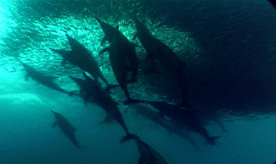Delfine treiben die Sardinen mit Luftblasen oder Klicklauten zusammen Delfine treiben die Sardinen mit Luftblasen oder Klicklauten zusammen