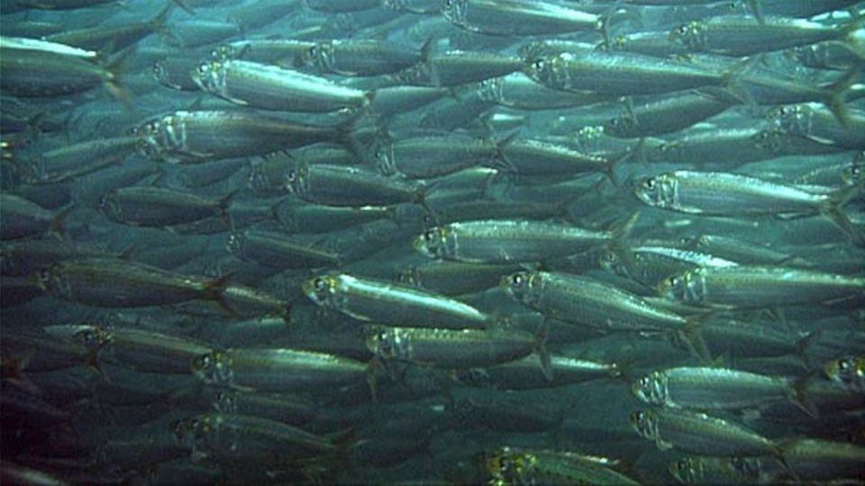 Viele der ziehenden Sardinen fallen gierigen Fressfeinden zum Opfer Viele der ziehenden Sardinen fallen gierigen Fressfeinden zum Opfer