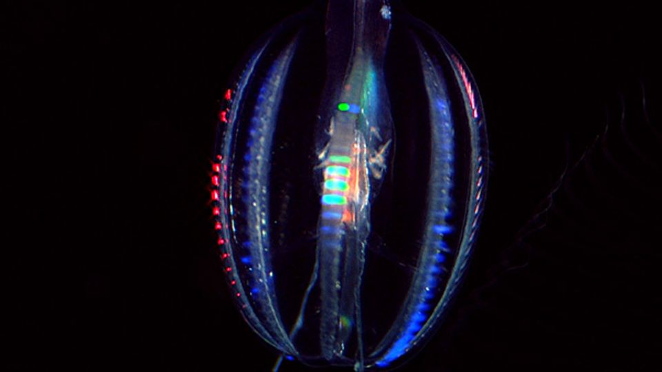 Eine Seestachelbeere leuchtet in allen Farben des Spektrums