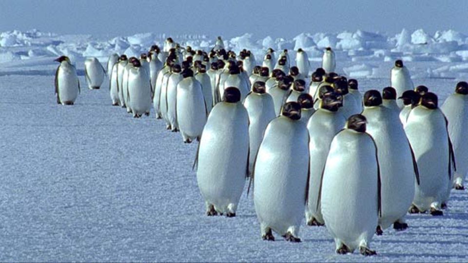 Fotogalerie: Kaiserpinguine marschieren über das Eis Fotogalerie: Kaiserpinguine marschieren über das Eis