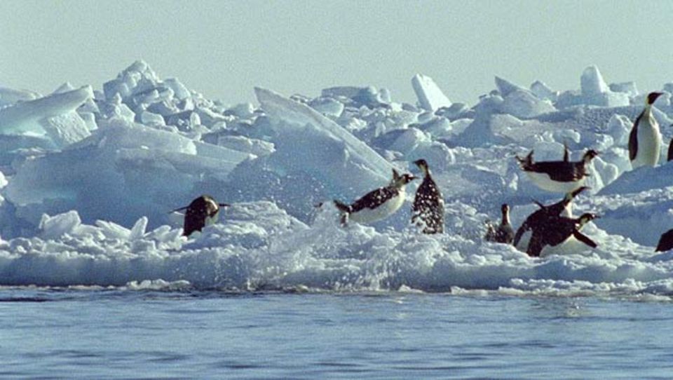 Fotogalerie: Kaiserpinguine springen aus dem Wasser an Land Fotogalerie: Kaiserpinguine springen aus dem Wasser an Land
