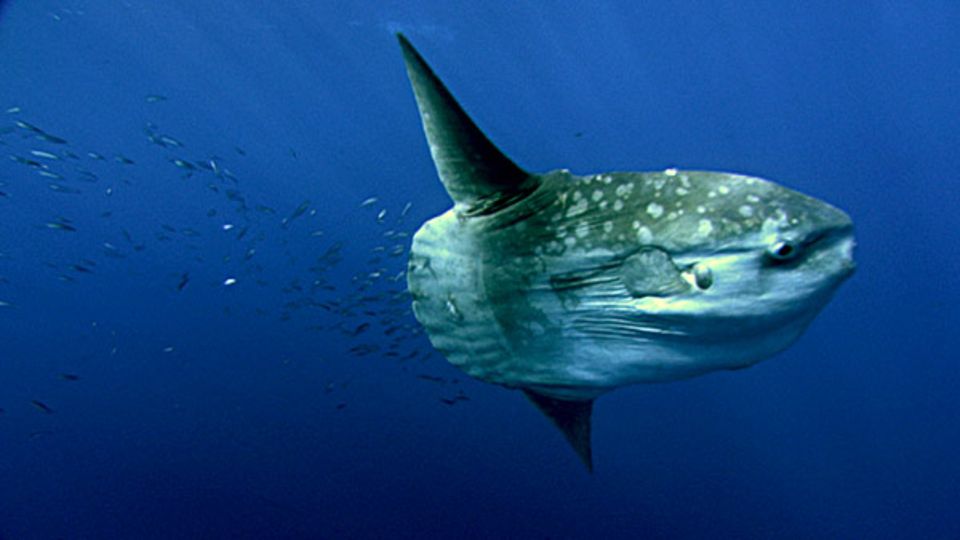 Fotogalerie: Mola Mola, der Mondfish, gleitet gemächlich durchs Wasser Fotogalerie: Mola Mola, der Mondfish, gleitet gemächlich durchs Wasser