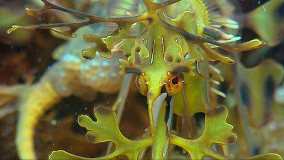 Fotogalerie: Ein Seedrachenweibchen - perfekt getarnt Fotogalerie: Ein Seedrachenweibchen - perfekt getarnt