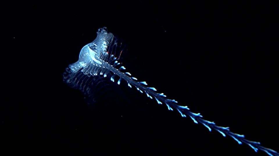 Fotogalerie: Ein Tomopterid Wurm leuchtet dem Kameramann entgegen