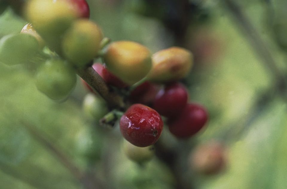 2: Nach neun Monaten sind die Beeren kirschrot 2: Nach neun Monaten sind die Beeren kirschrot