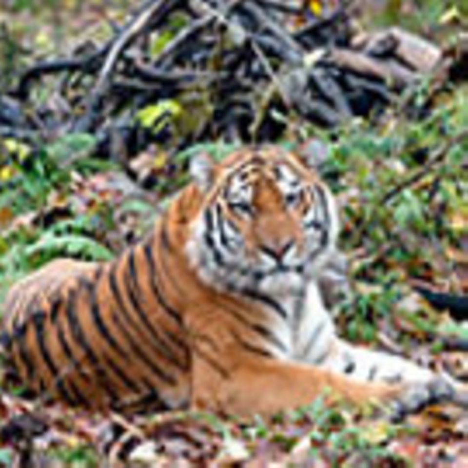 Artenschutz: Rettet den Sibirischen Tiger!