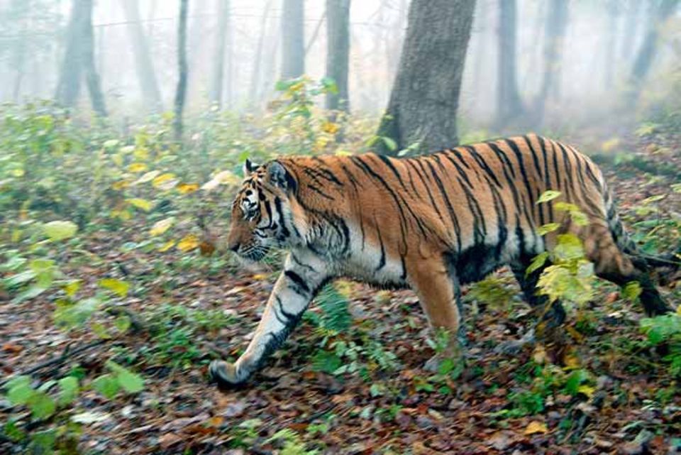 Rettet Den Sibirischen Tiger Geolino