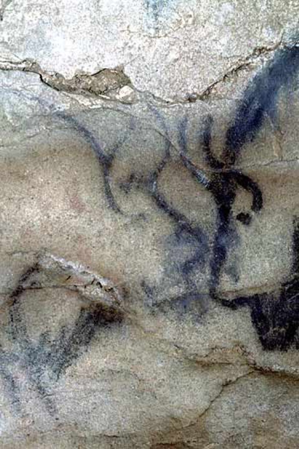 Zwei Wisente in der Höhle Le Portel (Südwest-Frankreich)