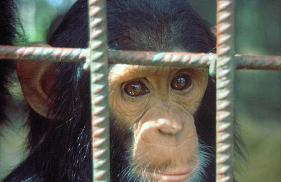 Der Käfig als Schutzzone - ohne die Anleitung ihrer Eltern können die Schimpansenwaisen in freier Wildbahn nicht überleben. Sie sind auf menschliche Pflege angewiesen