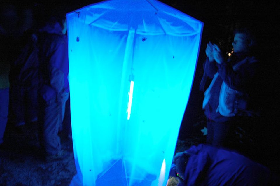 Der Trick mit der Lichtfalle: Falter und andere Insekten fliegen auf Blau
