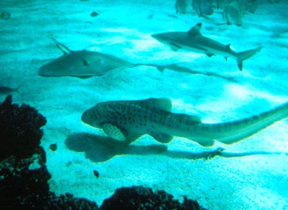 Rochen und Haie im Aquarium von Sydney Rochen und Haie im Aquarium von Sydney