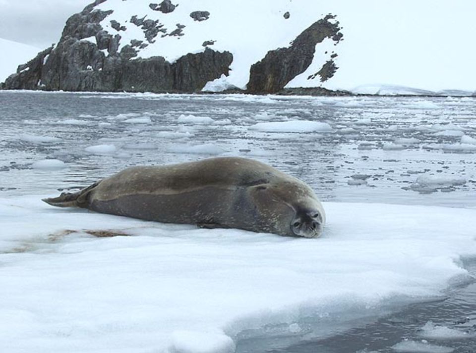 Leichte Beute für Jäger mit der Kamera: Eine Weddell-Robbe