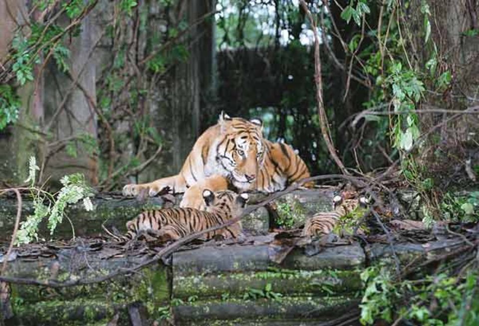Unsere Tigerfamilie führt in einer zugewachsenen Ruinenstadt im Dschungel ein friedliches Leben Unsere Tigerfamilie führt in einer zugewachsenen Ruinenstadt im Dschungel ein friedliches Leben