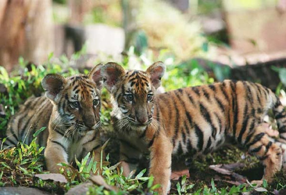 So klein mussten die Tigerdarsteller am Anfang der Dreharbeiten sein So klein mussten die Tigerdarsteller am Anfang der Dreharbeiten sein