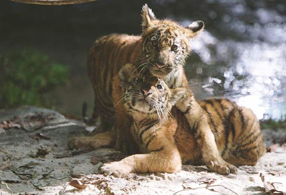 Diese zwei Tiger ahnen nicht, dass es von ihrer Art nur noch wenige gibt Diese zwei Tiger ahnen nicht, dass es von ihrer Art nur noch wenige gibt