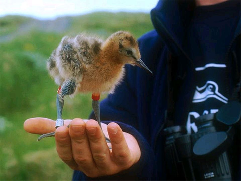 Viele der Uferschnepfen werden schon als Küken beringt Viele der Uferschnepfen werden schon als Küken beringt