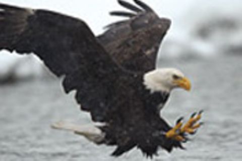 Vogelwelt: Weißkopfseeadler: Der Herrscher der Lüfte