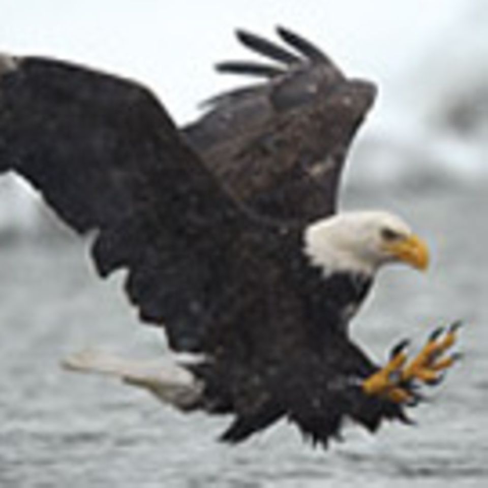 Vogelwelt: Weißkopfseeadler: Der Herrscher der Lüfte