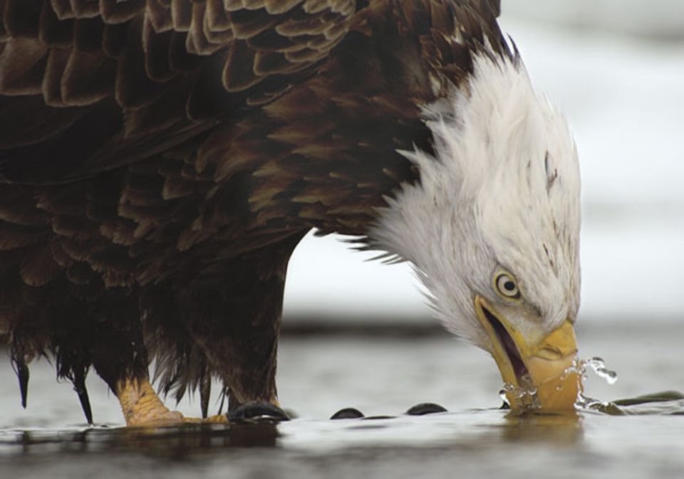 Vogelwelt: Ruckartig schwenkt dieser Vogel seinen Schnabel durchs Wasser. So wäscht er störende Fischreste und Schmutz ab