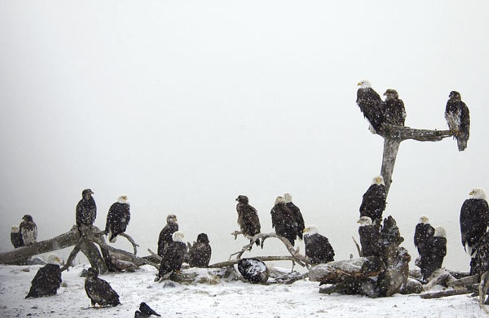 Vogelwelt: Wo viele Weißkopfseeadler sind, muss es etwas zu fressen geben