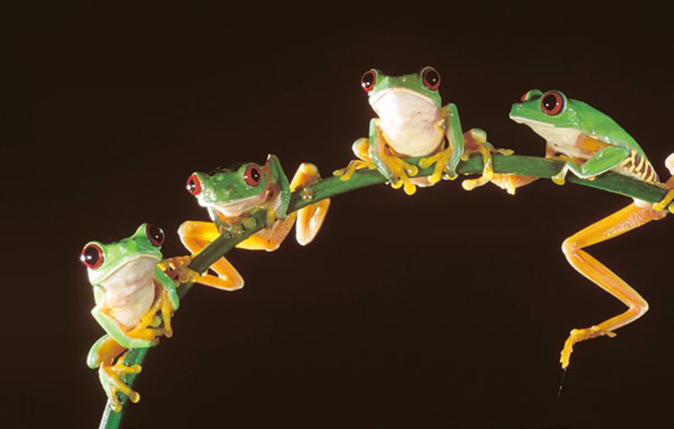 Allnächtlich teilen sich Hunderte Froschmännchen ein Balzrevier am Tümpel Allnächtlich teilen sich Hunderte Froschmännchen ein Balzrevier am Tümpel