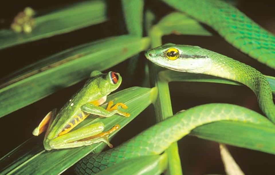 Eine Schlanknatter lauert zwischen den Blättern. Nur durch einen Sprung könnte sich der Frosch noch retten Eine Schlanknatter lauert zwischen den Blättern. Nur durch einen Sprung könnte sich der Frosch noch retten