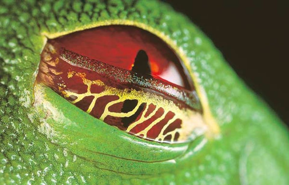 Eine durchwirkte Membran verschleiert das leuchtende Rot der Pupille, lässt aber genug Durchblick