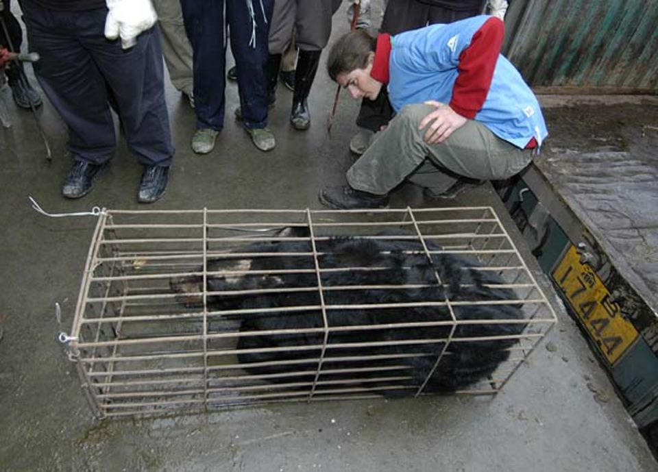 Kati Löffler, Tierärztin der AAF, wirft gleich bei der Ankunft einen ersten besorgten Blick auf die Bären Kati Löffler, Tierärztin der AAF, wirft gleich bei der Ankunft einen ersten besorgten Blick auf die Bären