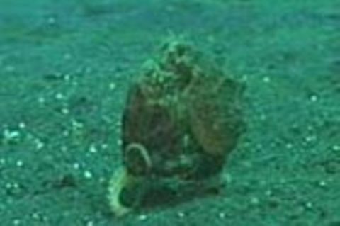 Kraken: Zweibeiner der Meere