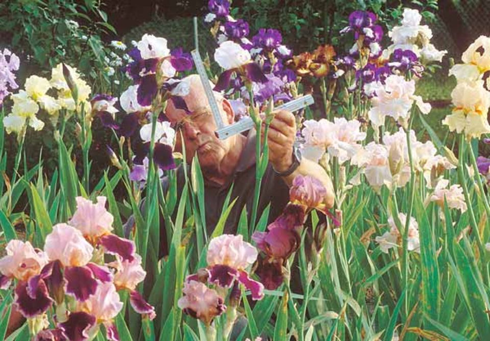 Horst Schindler strebt nach der perfekten Iris-Blüte