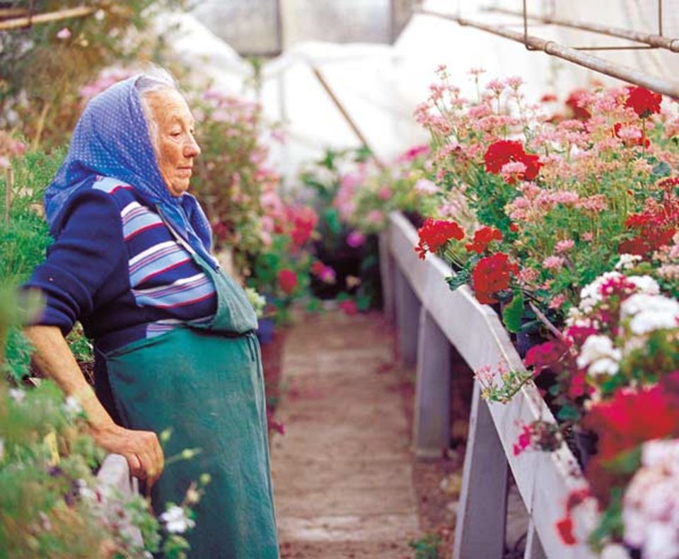 Margarete Wiedemann lebt für ihre Sammlung duftender Pelargonien