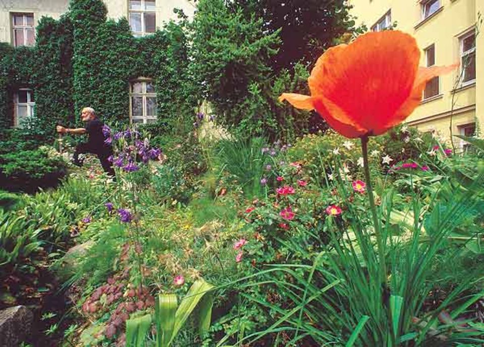 Jörg Stellmacher schmückte seinen Hinterhof mit seltenen Hochgebirgspflanzen