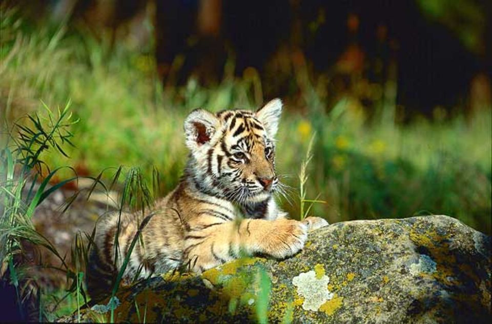 Konigstiger Die Raubkatze Im Tierlexikon Geolino