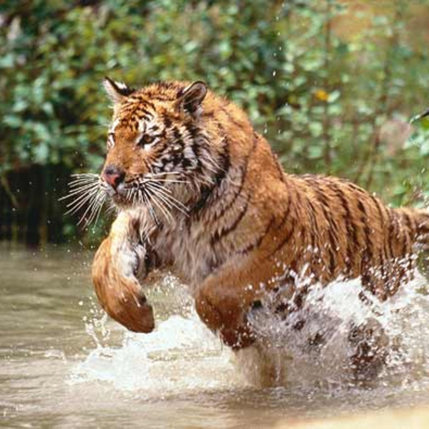 Konigstiger Die Raubkatze Im Tierlexikon Geolino