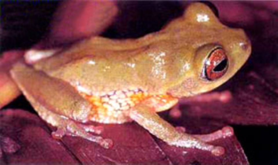 Zuwachs in der Frosch-Familie: Blasennestfrosch (Philautus erythrophthalmus)