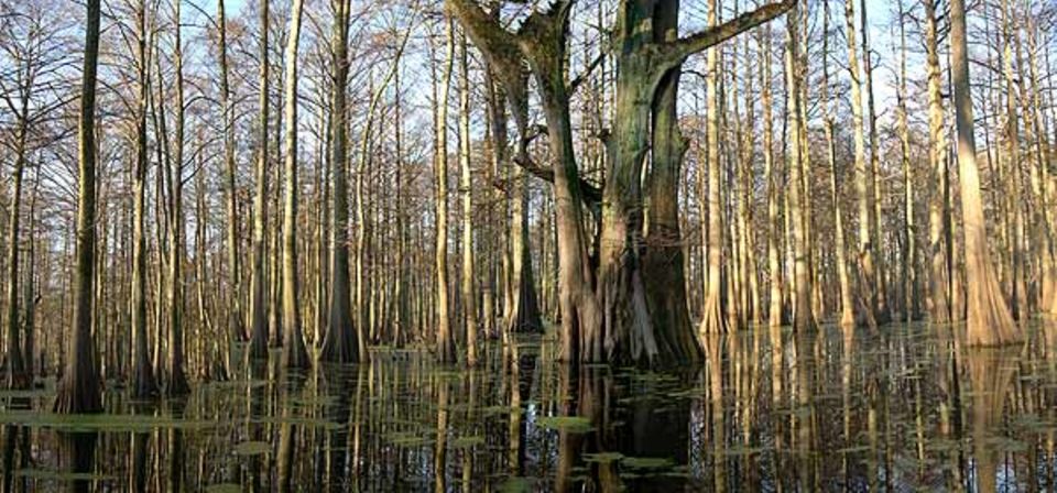 In den Sumpfwäldern entlang des Mississippi konnte sich der Specht jahrzehntelang dem Zugriff der Wissenschaft entziehen